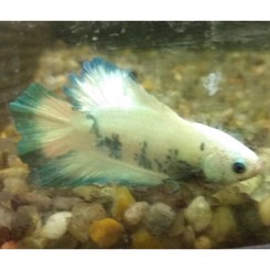 Kampfisk fancy dragon plakat halfmoon han